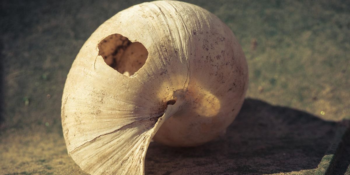 sync_21_10_KW43_shell-g75989f79a_1920_klein_Copyright_Mario-Hofer-pixabay