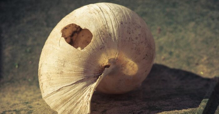 sync_21_10_KW43_shell-g75989f79a_1920_klein_Copyright_Mario-Hofer-pixabay