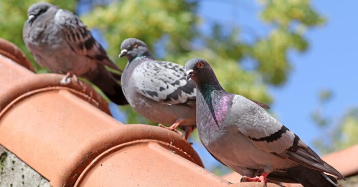 Vogelrutsche Drei Tauben sitzen auf Ziegeln auf einem Dach | Vogelrutsche