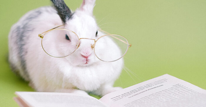 Makler werden Ein Kaninchen mit Lesebrille und einem Buch - Makler werden